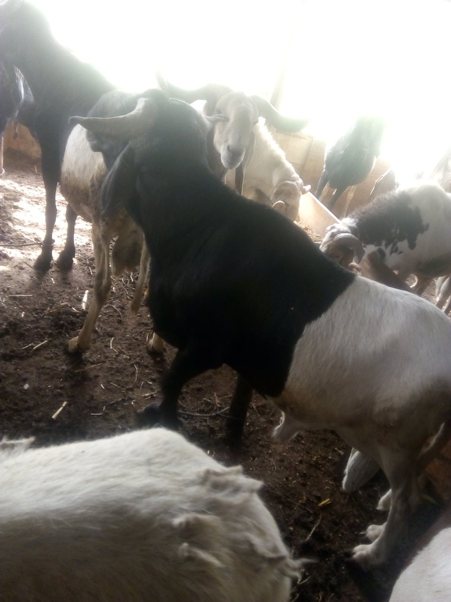 tijanihabeeb's tweet photo. For those asking for bigger Rams
Price ranges from 150k - 250k
#SallahRams https://t.co/wyLp3oSljR