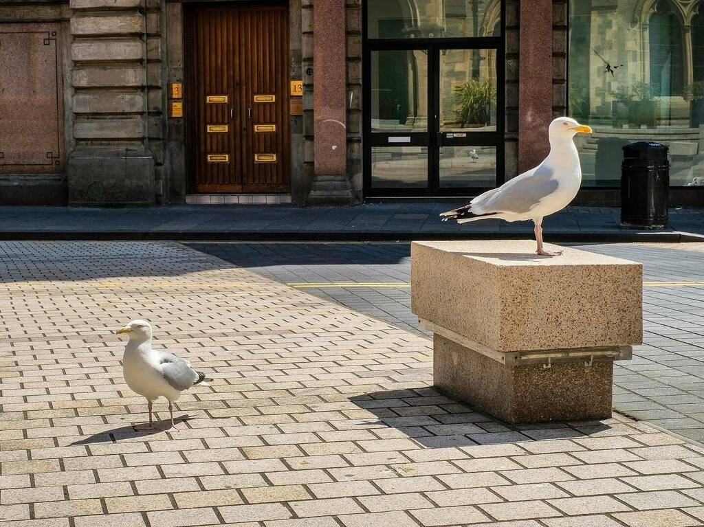 mathewjschwartz's tweet photo. Social distancing — Dundee, Scotland (June 2020)
.
.
.
#squashthecurve #dundee #citycentre #scotland #gulllife #birdlife #birdsofinstagram #seagull https://t.co/w8MbV7Lbfv https://t.co/QxpKSY26ZW