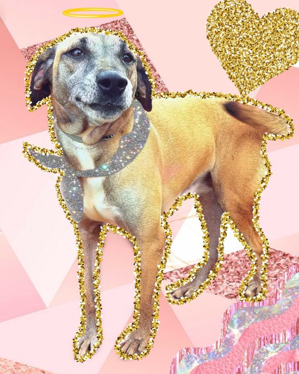 cheiosderaca's tweet photo. Adoção 
#adoptme #Dog #pet https://t.co/IaM6IIdO7C