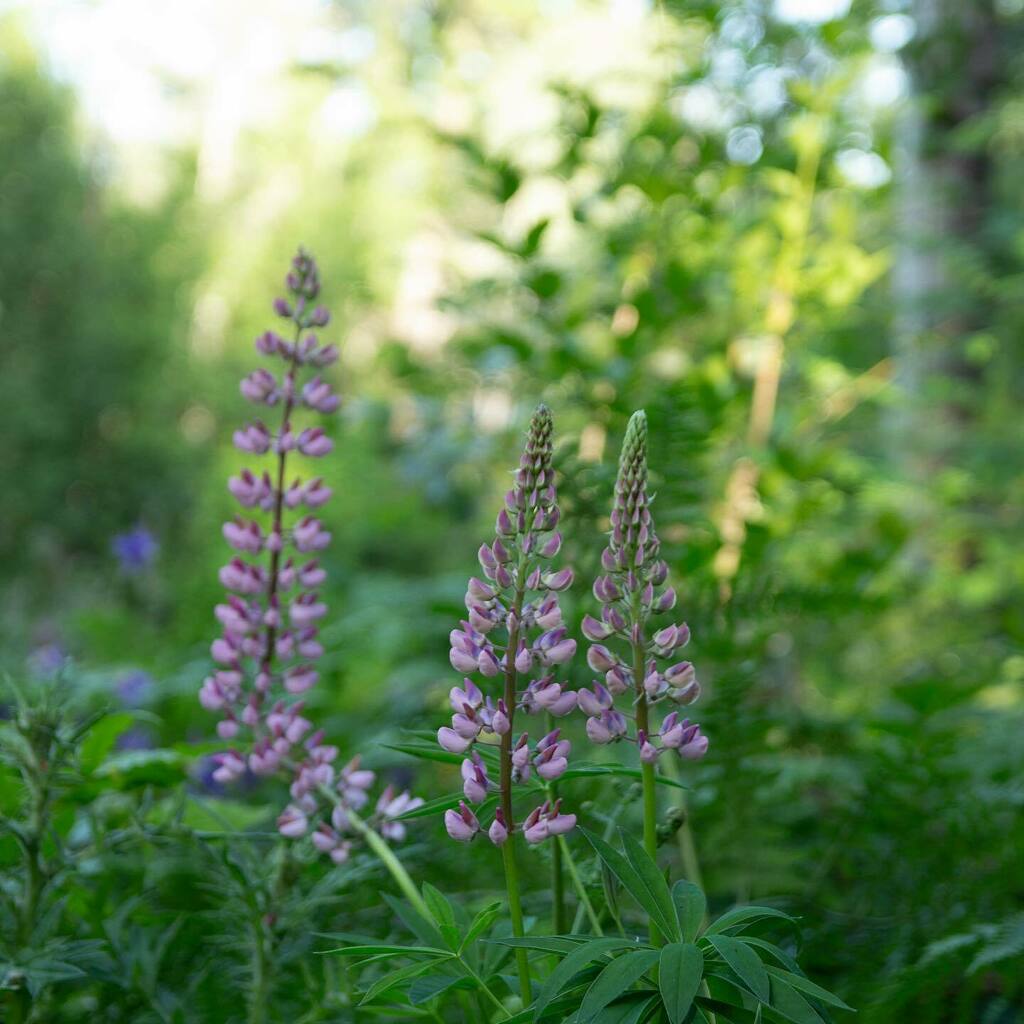 Lakeside Community Church tweet media