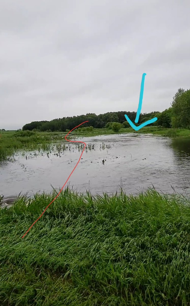 Another 3" at ours last night. Everything to right of the red should be dry &amp; creek to the left never runs in summer. Blue arrow supposed to be a veggie garden.  House is fine and this is nothing compared to what others are experiencing

#MBStorm #Franklin #RainGoAway #FU2020