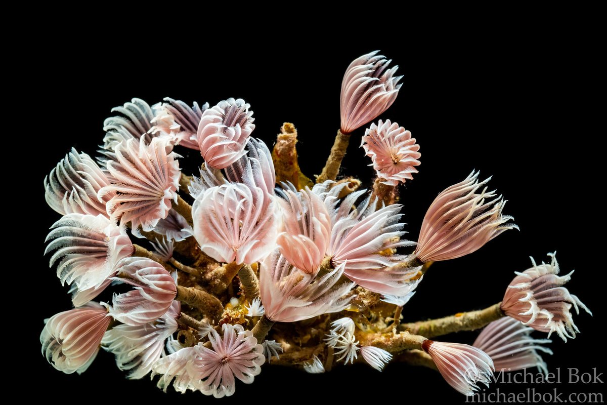 For this very special convergence of #PolychaeteDay and #WormWednesday, here are some of my favorite shots of the best worms, the sabellids!

/1