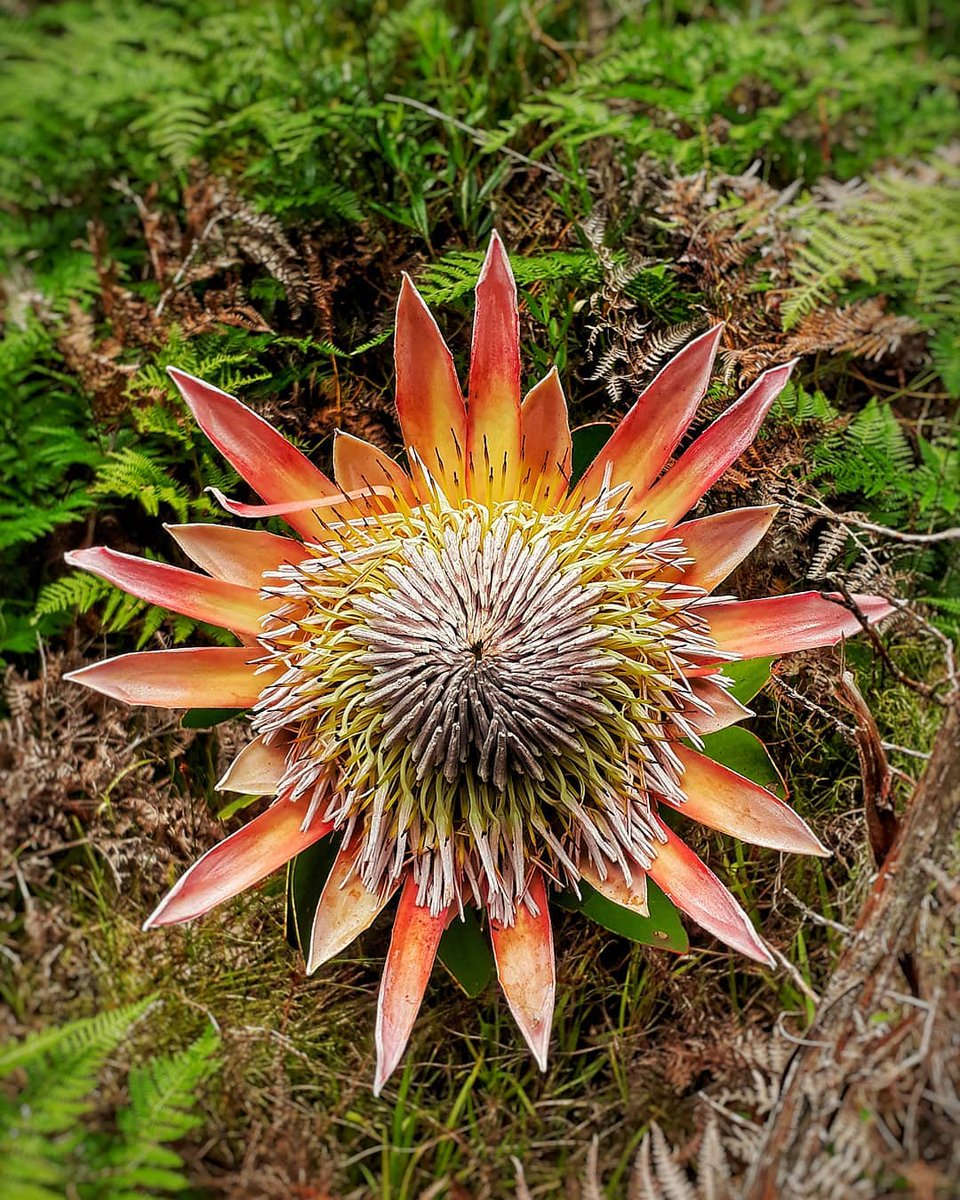 GetawayMagazine's tweet photo. The largest of all proteas is our national flower, the king protea. Image: @mywild__ https://t.co/3Nzih77MYl