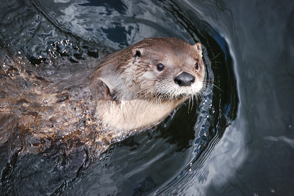 Virginia Living Museum on Twitter "Where do otters keep their money