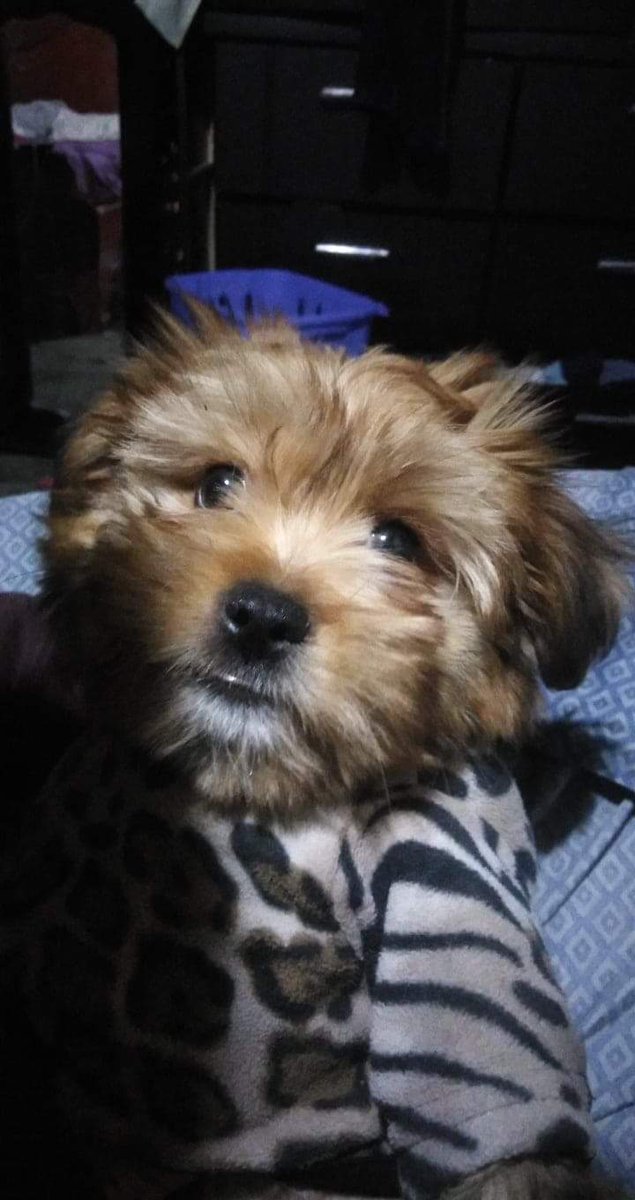 Geraldtorrevel's tweet photo. #SinLaCuarentenaYo no hubiera tenido a este hermoso bebé❤️ https://t.co/gKRNDG67Lz