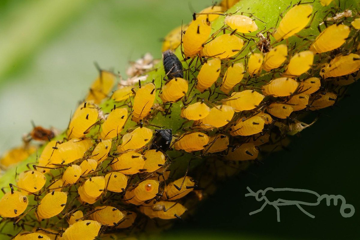 Mouuuusa まだまだいる キョウチクトウアブラムシの捕食者 アブラコバエの成虫は一緒の生け垣に生えてたキクの葉にいました Mouuuusa まだまだいる キョウチクトウアブラムシの捕食者 アブラコバエの成虫は一緒の生け垣に生えてたキクの葉にいました