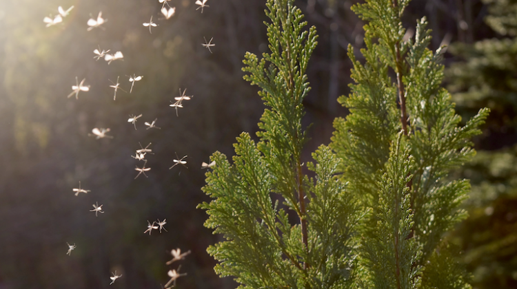 Simple Steps To Keep Mosquitoes Away From Your Landscape

ow.ly/7YtE50AkG8D

#Landscape #Simple #Steps