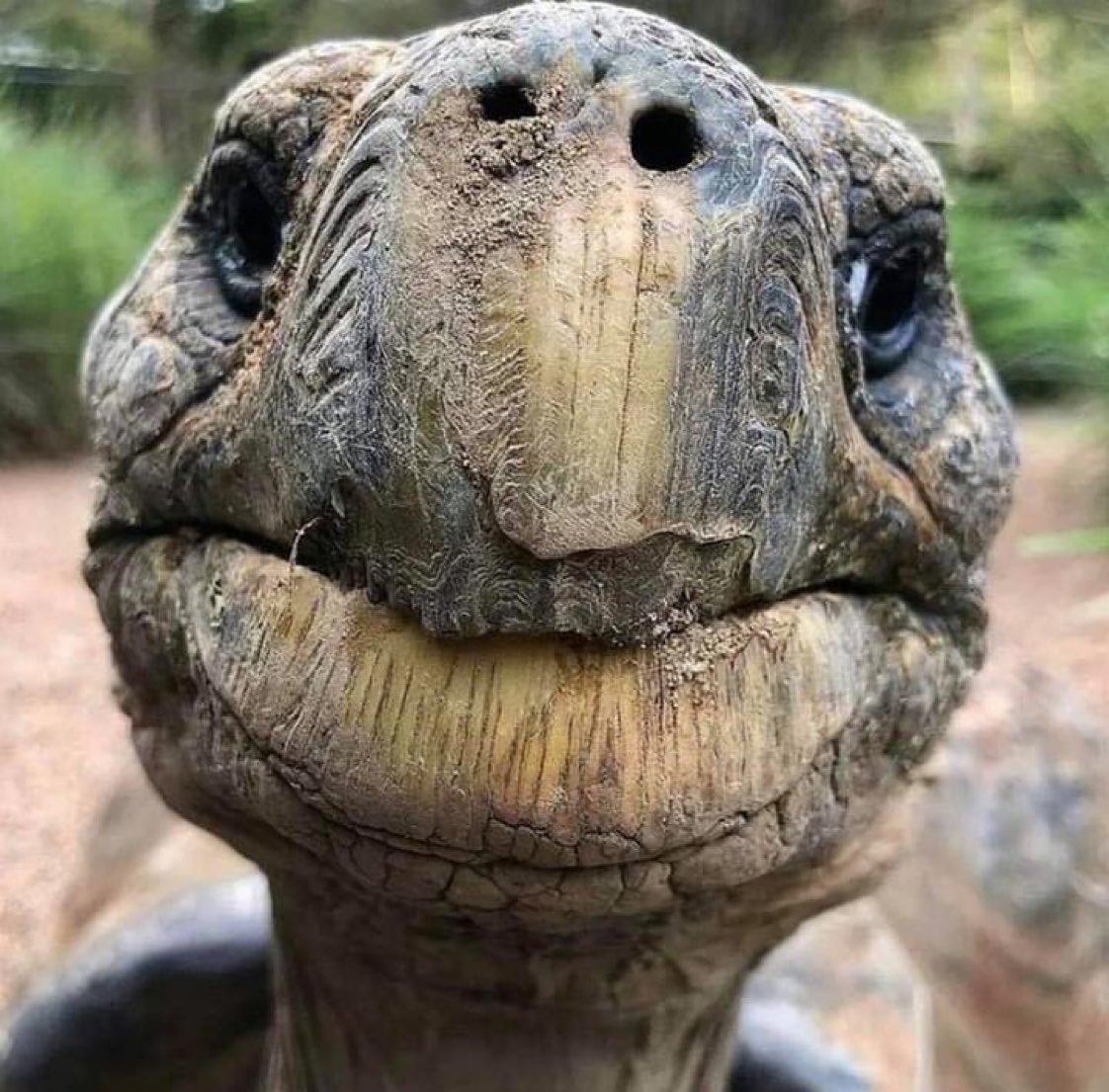 EvanKirstel's tweet photo. 🐢 Jonathan was born in 1832 in the Seychelles. He has been living in Saint Hélèna since 1882 and just celebrated his 188th birthday! #WednesdayThoughts https://t.co/2NxPE70064