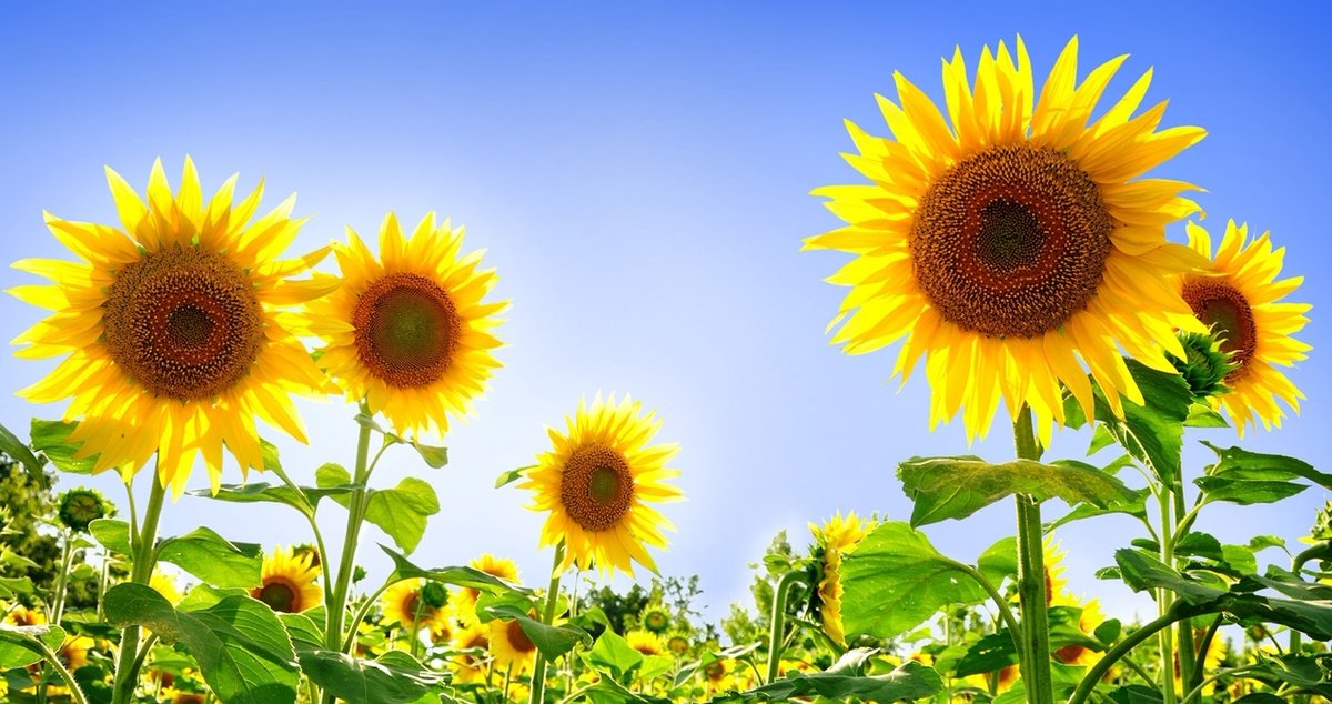 mindy_sinclair's tweet image. Un día Mi Padre me dijo: Saber Vivir La Vida es lo más difícil, Nadie Sabe Como Vivir ni Como Amar 🥰