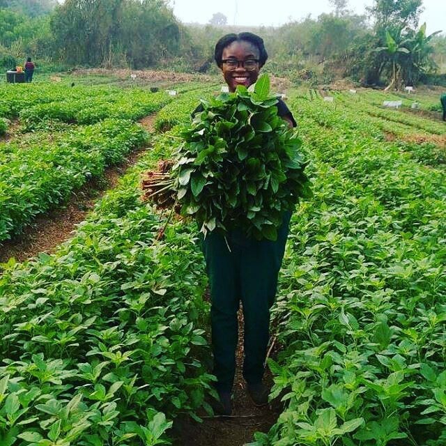 WamiAgro tweet media