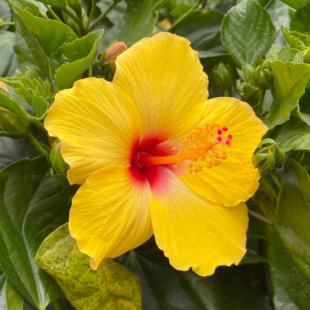 கொங்கு= ஜாதிப் பெயர் அல்ல!கொங்கு= தமிழ்ப் பெயர்!கொங்கு என்றால் "பூந்தாது/தேன்" எ. பொருள்!கொங்கு தேர் வாழ்க்கை அஞ்சிறைத் தும்பி.*கொங்கு முதிர் முண்டகம்= குறுந்தொகை*பன் மலர் ஐய கொங்கு= கலித்தொகை*கொங்கு உண் வண்டின்= ஐங்குறுநூறு*கொங்கு முதிர் நறு வழை= குறிஞ்சிப் பாட்டு