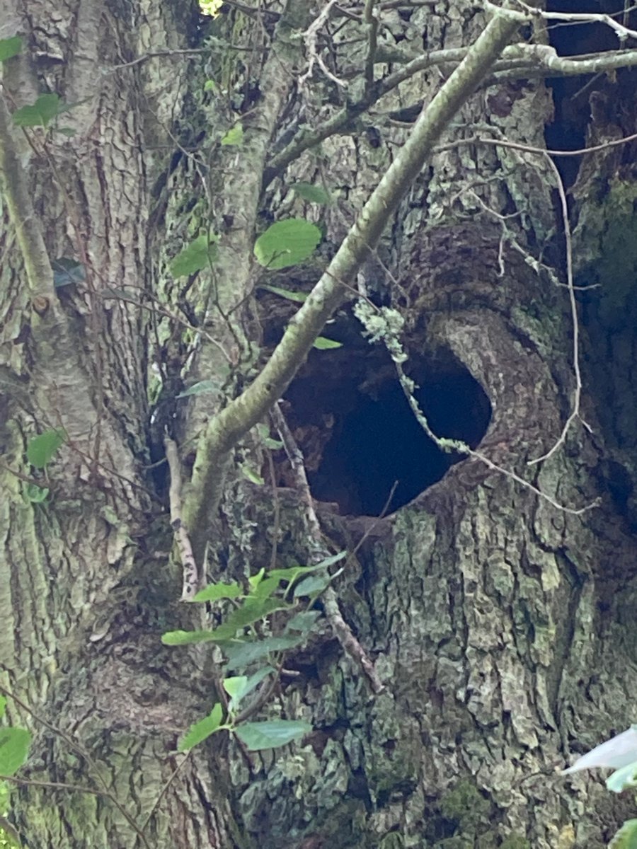 NicklasJansson3's tweet photo. The biggest black alder (Alnus glutinosa) in Sweden. It has a girth of 4.90m at 1.30 cm from ground level. Its standing in swampy part of an old park of Medevi brunn, our oldest health spa founded in 1678. It has a huge cavity in the trunk probably with many interesting creatures https://t.co/ldnA8B2Ki8