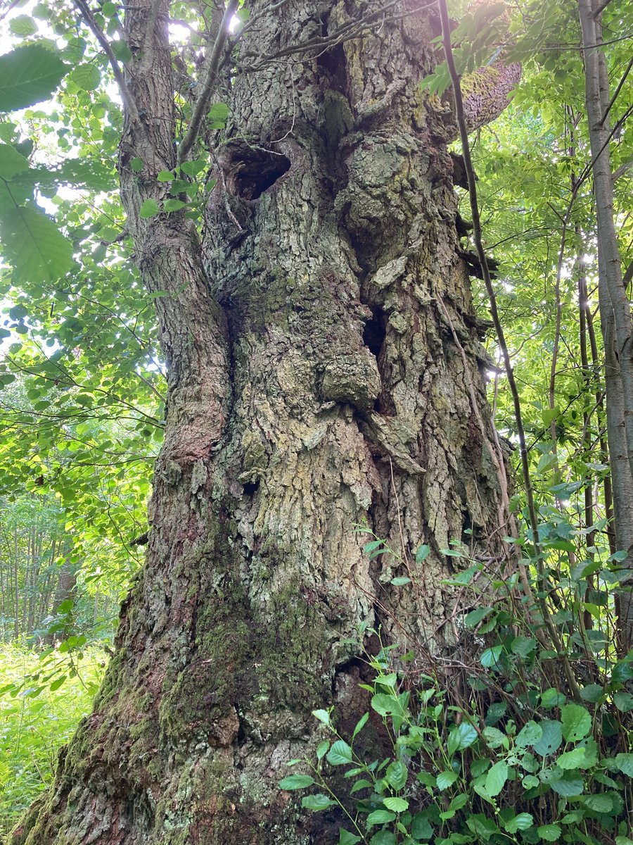 NicklasJansson3's tweet photo. The biggest black alder (Alnus glutinosa) in Sweden. It has a girth of 4.90m at 1.30 cm from ground level. Its standing in swampy part of an old park of Medevi brunn, our oldest health spa founded in 1678. It has a huge cavity in the trunk probably with many interesting creatures https://t.co/ldnA8B2Ki8