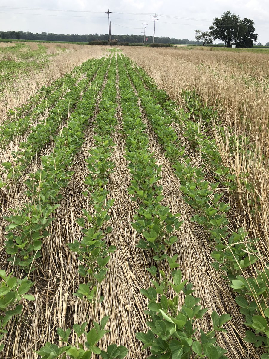 chalaoliverio's tweet photo. It’s encouraging to see fields like this one in the #MSDelta. We need more #notill in AR LA and MS. This field in particular is in Monroe Co, AR right on Hwy 49. NoTilled Soy behind wheat harvested with #stripperheader. Wonder who’s farmer. https://t.co/ndwMuRUK94