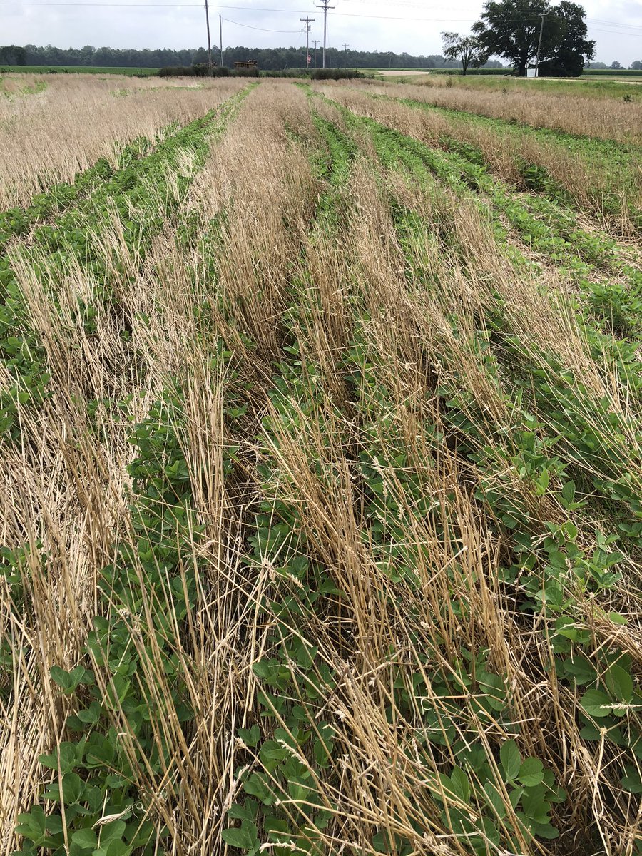 chalaoliverio's tweet photo. It’s encouraging to see fields like this one in the #MSDelta. We need more #notill in AR LA and MS. This field in particular is in Monroe Co, AR right on Hwy 49. NoTilled Soy behind wheat harvested with #stripperheader. Wonder who’s farmer. https://t.co/ndwMuRUK94