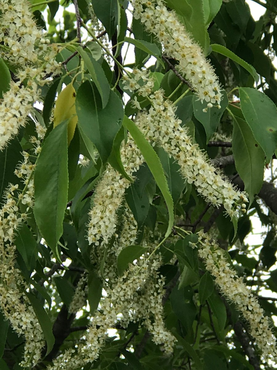 FriendsParks's tweet image. This native tree, a black cherry is incredibly important for wildlife.  Any idea as to why?  Visit our facebook page - facebook.com/Friends-of-Ham… to see if you were right!