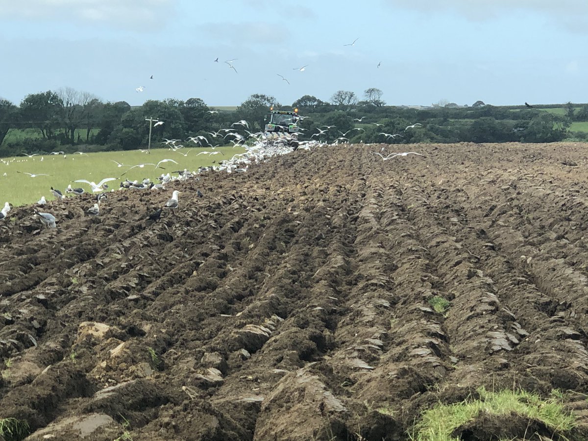 NeilDav87's tweet photo. After a busy few day we have 85 acres of #rootcrop planted, hopefully it will grow well for the #sheep to eat during the winter. Never thought I’d say this, but I’m actually looking forward to working with sheep again tomorrow! @PrecisionGraze @JohnDeere https://t.co/HKw6kbu0KO