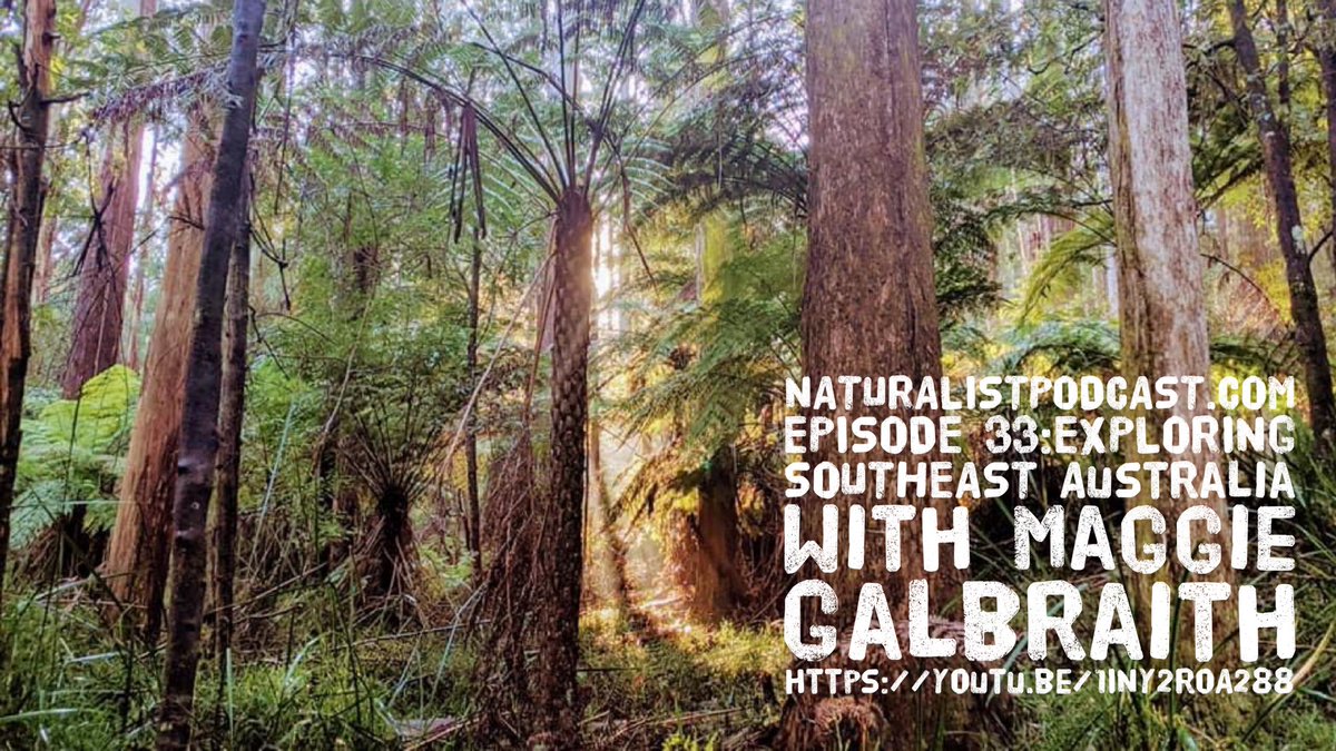 TheNaturalists's tweet photo. https://t.co/a7YrgZsysd #photocontest #nature #naturalhistory #podcast #australia #adventure #explore #birding @RockjumperTours @LevFrid @SeabirdMcKeon @David_W_Shaw https://t.co/ETfWhAI4L0
