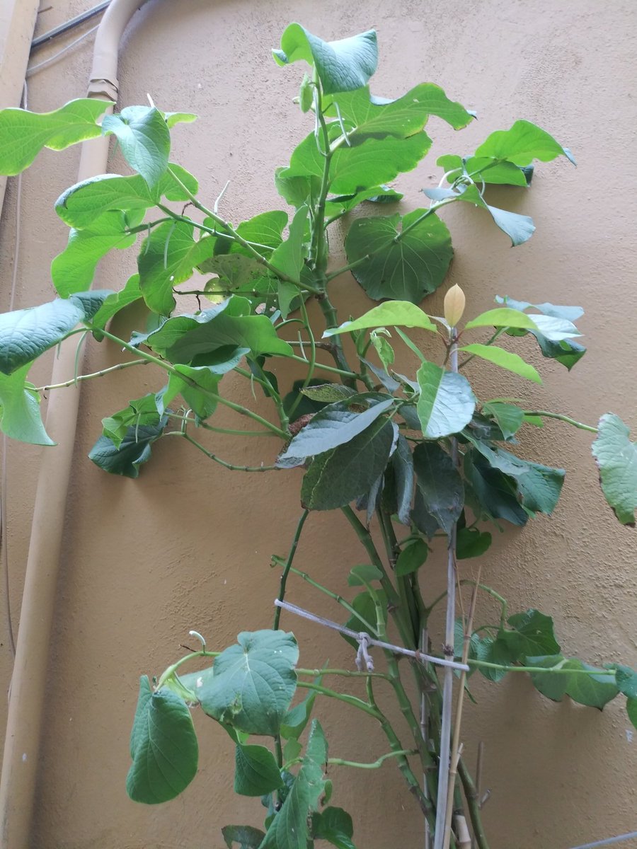 maria_nerdy's tweet photo. Xnha' goze Lazhua,Laga Yisho
My mother plants Hierba santa and Avocado Leaf.
Mi madre planta Hierba Santa y Hoja de Aguacate.
#TichaProject #ZapotecoColonial #UsatuVoz #SanFransiscoYatee @xochizin https://t.co/k3dIglPjiy