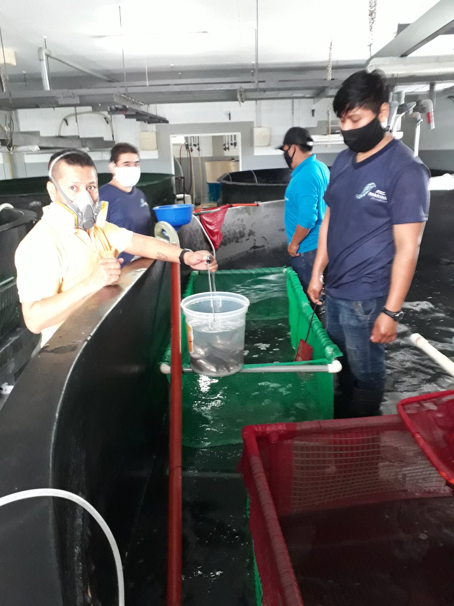 CENAIM_espol's tweet photo. El interés por la diversificación de la Acuicultura en Ecuador va en aumento, así lo demuestra el despacho de juveniles de robalo (Centropomus nigrescens), producción comprometida para las camaroneras #camdelicias y #severflo #ESPOLesCiencia #ESPOLesTecnología  @ottosonnenh https://t.co/qLlCtulhdA
