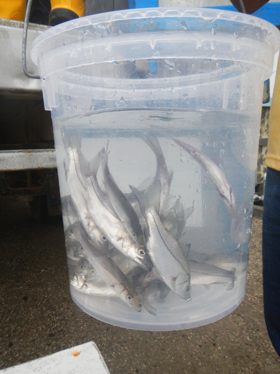 CENAIM_espol's tweet photo. El interés por la diversificación de la Acuicultura en Ecuador va en aumento, así lo demuestra el despacho de juveniles de robalo (Centropomus nigrescens), producción comprometida para las camaroneras #camdelicias y #severflo #ESPOLesCiencia #ESPOLesTecnología  @ottosonnenh https://t.co/qLlCtulhdA
