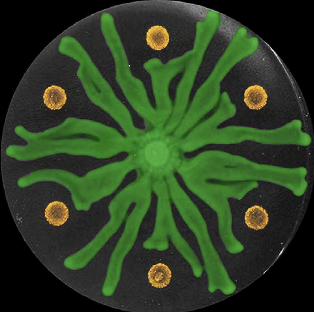 jbprime's tweet photo. Want to learn about an innovative approach to neutralizing the #COVIDー19 virus?   @UCIPhysAstro  Professor Albert Siryaporn is deploying a trick used by bacteria to shield themselves from infection.  Video here -->  https://t.co/jJHWBuLtYP   

@UCIPhysSci https://t.co/NuVdhXUG16