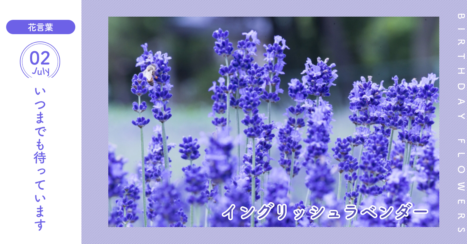 花キューピット I879 Com 公式 キャンペーン実施中 Auf Twitter 7月2日の誕生花 イングリッシュラベンダー お誕生日おめでとう 花言葉 は いつまでも待っています 小さな花を咲かせ 豊かな香りが特徴 あなたはこんな人 怖いもの知らずの性格 同じ