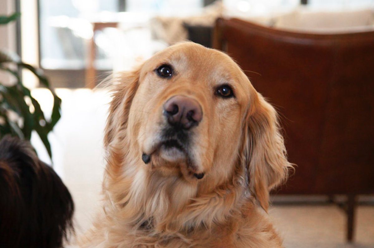 compendium317's tweet image. If you&apos;ve visited Compendium Group headquarters, you know we actually report to two furballs. We want to see photos of your furry companions! Post a photo in the comments below and tell us about the day you met your furry BFF. #compendiumgroup #doglovers