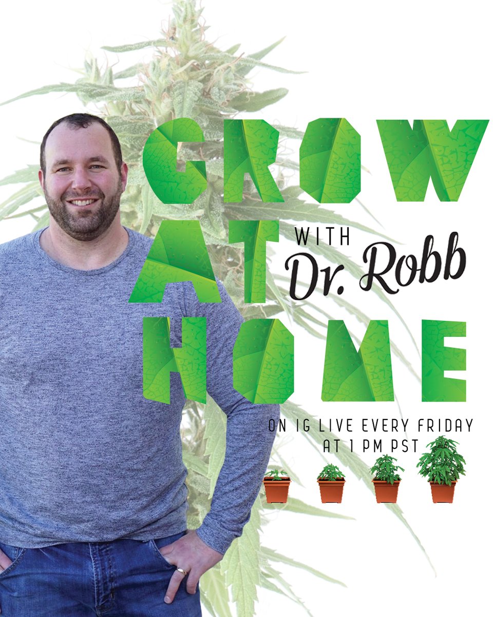 Grow at Home with Dr. Robb EVERY FRIDAY at 1 PM PST!

Did you miss an episode? Check out our IGTV for full episodes and educational tips and facts from the doctor himself.

#cannabisculture #drrobbfarms #cultivator #grower #cannabiscommunity #cannabiscultivation