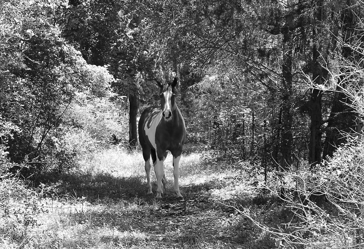 #BlackAndWhitePhotography #Daisy #Horses #CountryLife #CannonPhotography #JustATeacherAndHerCamera #JeanJasminePhotography #Texas #Mare 📸🍎👩‍🏫