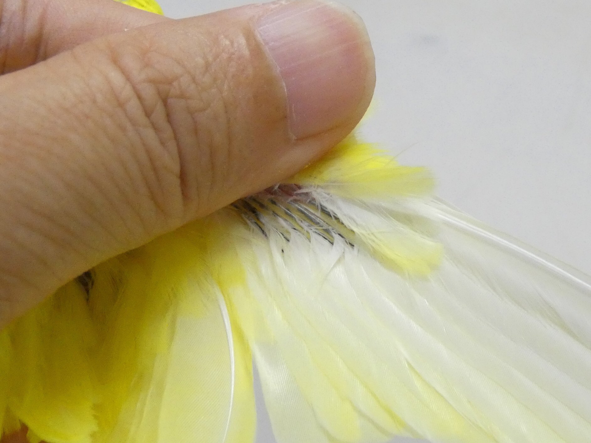 H-40】天然 鳥 羽・羽根25枚☆消毒済☆ H-40】天然 鳥