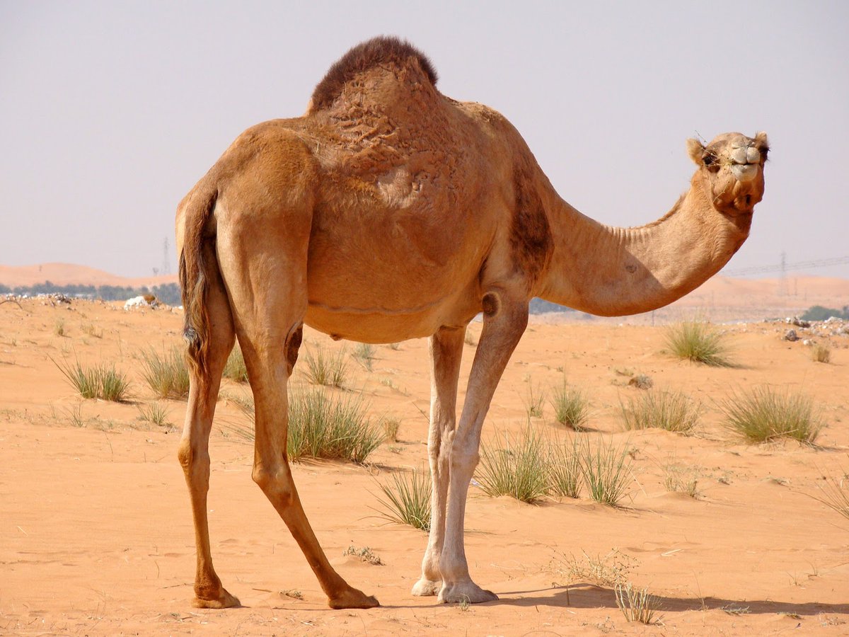 HillMeadYear3's tweet photo. This morning in science you are going to explore how camels adapt to the desert.  

Look at the images below and use ‘Kiddle’ to do safe searching on how camels survive in a desert environment. https://t.co/zmfDujveXh https://t.co/H98vg6rIl1