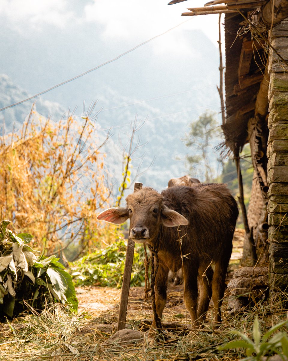 allisonraye3's tweet photo. Random photos // Nepal 2018 and Philippines 2020 https://t.co/iOGmdh4wDx