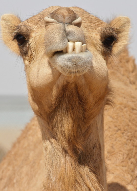 HillMeadYear3's tweet photo. This morning in science you are going to explore how camels adapt to the desert.  

Look at the images below and use ‘Kiddle’ to do safe searching on how camels survive in a desert environment. https://t.co/zmfDujveXh https://t.co/H98vg6rIl1