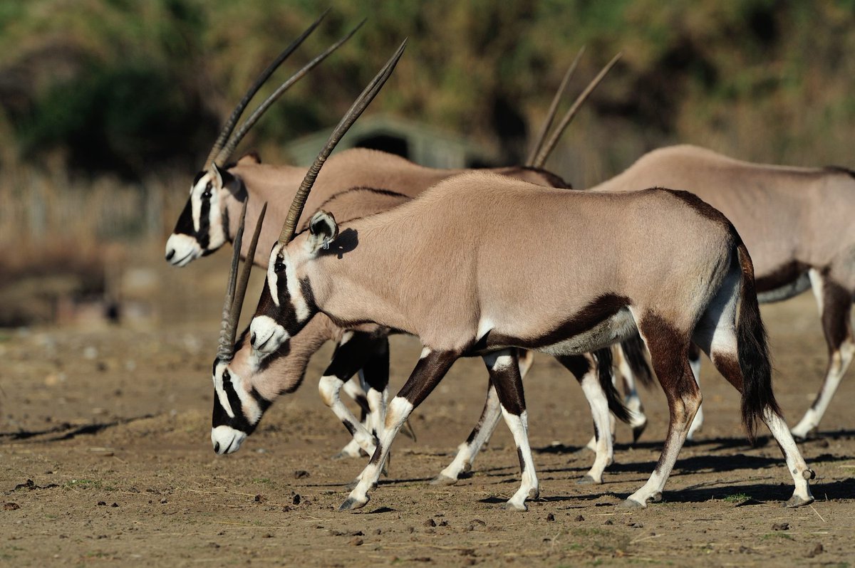 arca_zoo's tweet photo. Órix del Cabo (Orix gazella).
El órix del cabo es un antílope que habita en las regiones secas de la parte occidental de África austral. Se les considera como antílopes de gran tamaño, que cuentan con cuernos anillados muy afilados que pueden llegar a medir hasta 150 cm. https://t.co/T63YxiPmY9