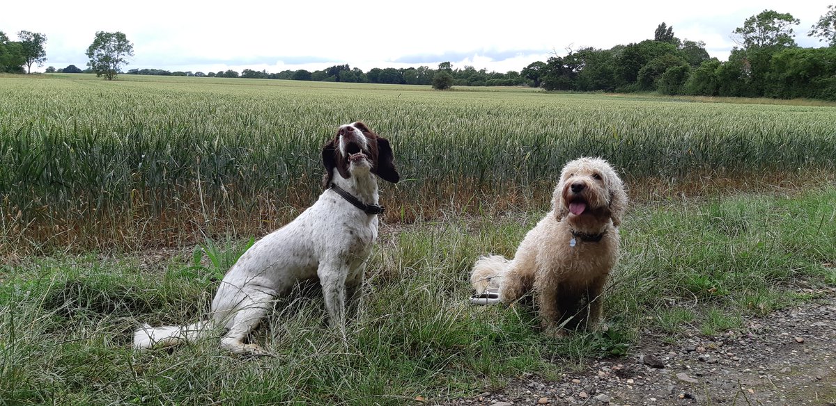 brunocockapoo's tweet image. Saw Oscar #Springer at his farm today for a walk, first time for a very long time. He looked very smart