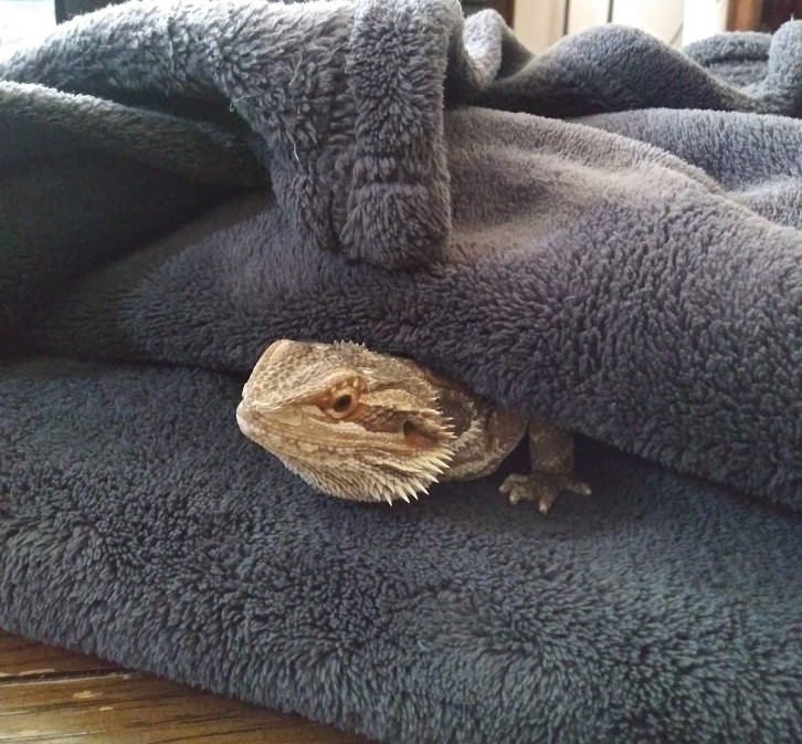 Lars the Lizard (@lars_lizard) / Posts / X