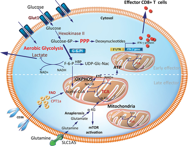 Immunometabolism Network tweet media