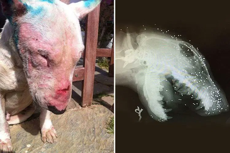 Decedent =70 yo found on a farm where he lived with his .  also shot, vet sends you these pix. However no found at scene.Your next Q is:A. Where was wifeB. Who lookedC. Who called it inD. Any suicide noteE. What range was gsw #forensicpath #pathboardsBorrowed photo