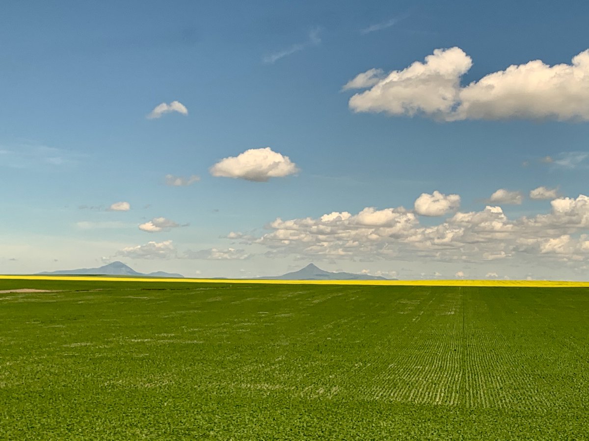 22/ The terrain flattened out & turned to farmland, but was still scenic. We saw some fields of canola, which turn a pretty yellow when they're nearing harvest. We stopped long enough in Havre to step out and snap a photo of a steam locomotive that plied this route until 1955.