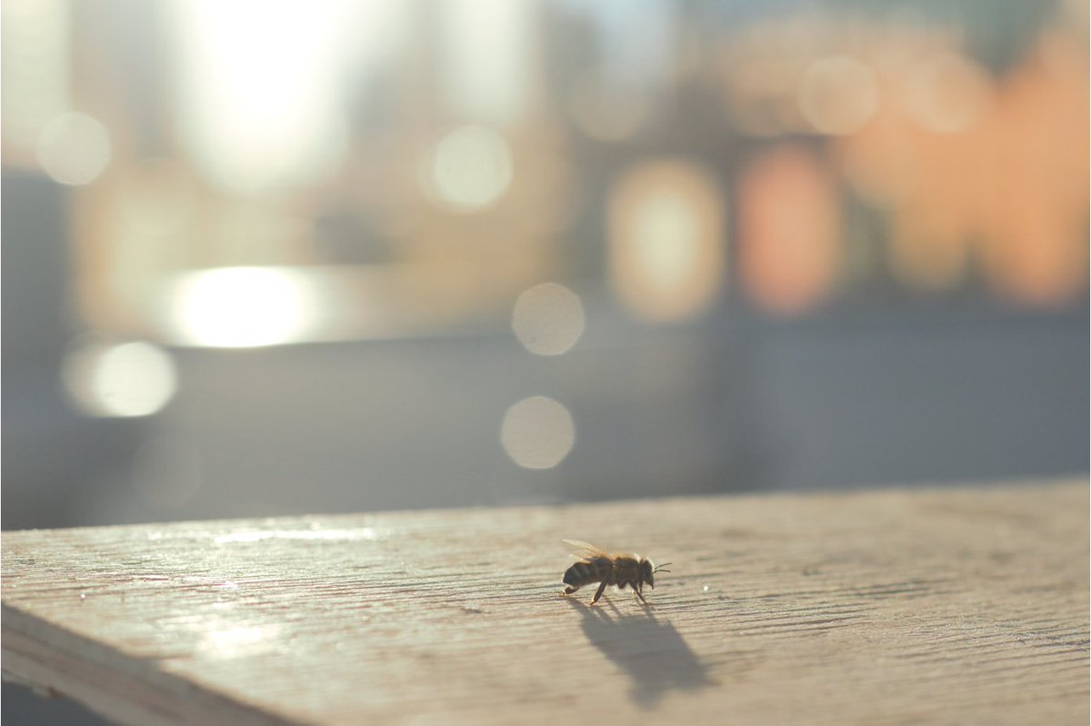 MacEwan University, among a growing group of urban Beekeepers, understands that bees are essential to our environment, and this is why having bees ontop of building five is both valuable and rewarding work.