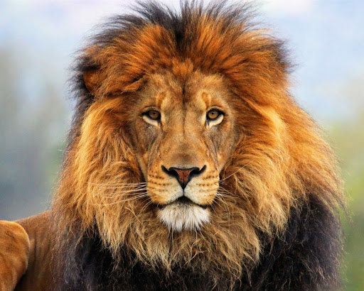 EnvConsJournal's tweet photo. Recent paper from LeFlore et al. - Human dimensions of human–lion conflict: a pre- and post-assessment of a lion conservation programme in the Okavango Delta, Botswana https://t.co/TmMZDzbRFE #lion #Botswana #wildlifeconservation #BigCats #carnivore #ClawsConservancy https://t.co/iTCLQ3MTxC
