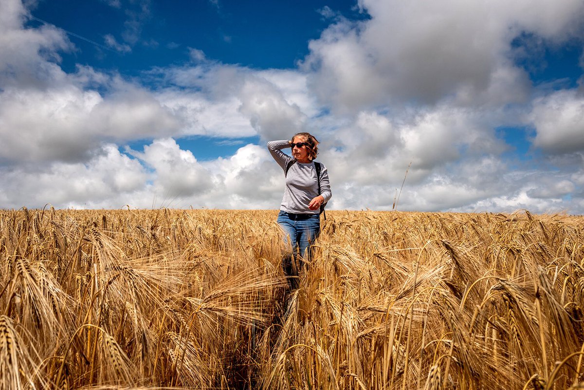 Falmer #brighton #walking #ramblers #countryside #publicfootpaths #lockdown #wheatfield #nature #mywife #gillhasson