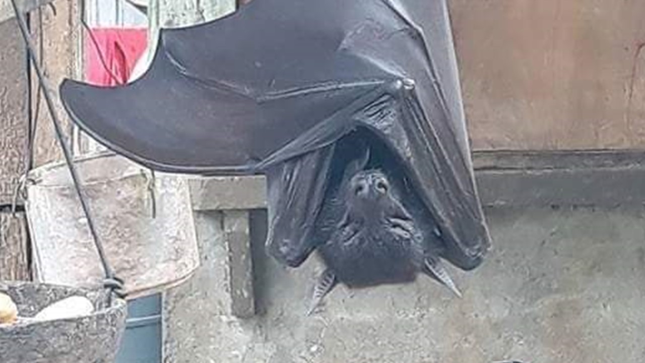 Giant Flying Nope