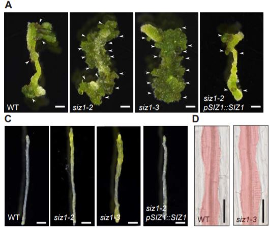 PlantPhys's tweet image. The SUMO E3 ligase SIZ1 negatively regulates shoot regeneration #LeafDevelopment #StemDevelopment #PlantSci #PlantBiology plantphysiol.org/content/early/…