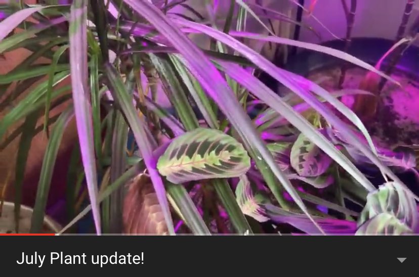 CentiTab's tweet image. New video!!! Plants are dope youtu.be/cQTbRD4hgKo