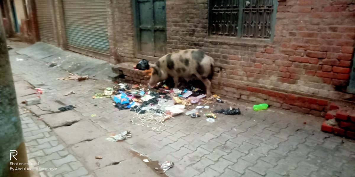 aleem_saudagar's tweet photo. मऊ जिलाधिकारी महोदय के आदेश के तहत मऊ नगर पालिका से10 किलो मीटर दूर सुवर बाड़ा बनाए जाने हेतु निर्देशित किया गया था लेकिन अभी भी मोहल्ले की गलियों में सूवरों को देखा जा रहा है सरplz संज्ञान में लेकर कार्यवाही करें @maupolice @Uppolice @digazamgarh @IgRangeVaranasi @dgpup @DMMau1 https://t.co/LdyNTWgN4o
