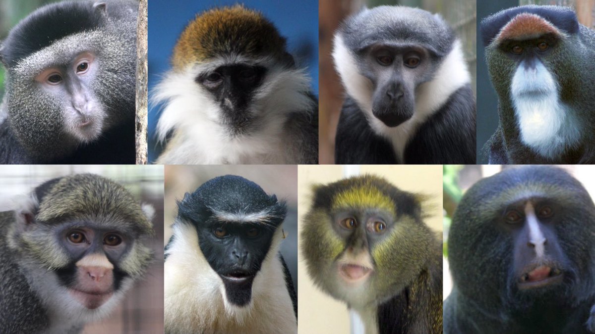 The Council Of The Prime Eight. 
You will obey their decree.