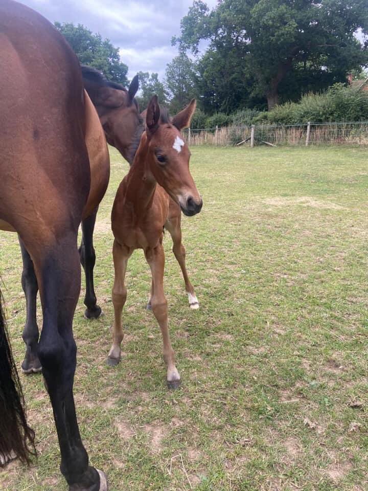 We finally decided on a name for Twitter’s foal...

Everyone say hello to Bebo!!

#FutureEventer #TeamSnowball #SnowballFarm #RidingSchool #EquestrianCentre #Horses #Equestrian