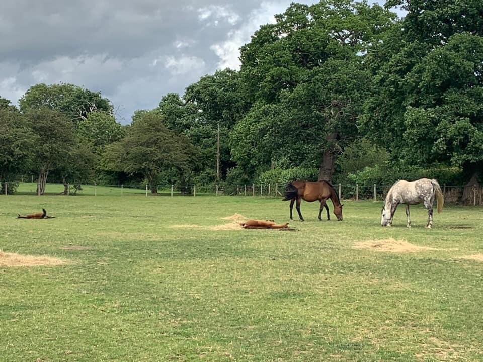 Snowball Farm Equestrian Centre (@snowballfarm) on Twitter photo 